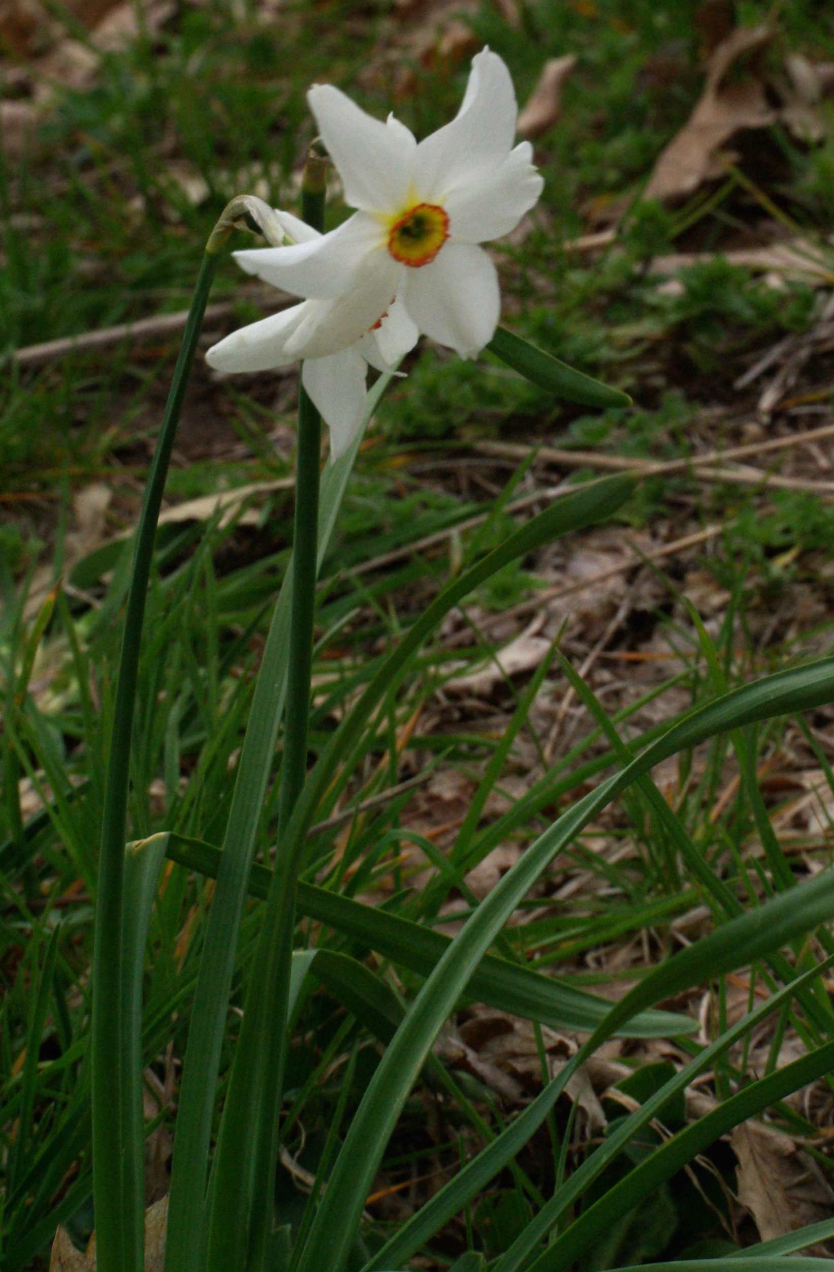 Narcissus poeticus / Narciso dei poeti